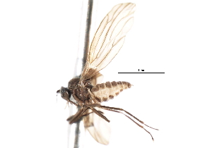  ( - CNC DIPTERA 103344)  @11 [ ] CreativeCommons - Attribution (2011) CNC/CBG Photography Group Centre for Biodiversity Genomics