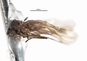  ( - CNC DIPTERA 103345)  @11 [ ] CreativeCommons - Attribution (2011) CNC/CBG Photography Group Centre for Biodiversity Genomics