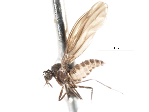  ( - CNC DIPTERA 103346)  @11 [ ] CreativeCommons - Attribution (2011) CNC/CBG Photography Group Centre for Biodiversity Genomics