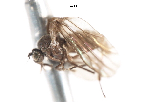  ( - CNC DIPTERA 103347)  @11 [ ] CreativeCommons - Attribution (2011) CNC/CBG Photography Group Centre for Biodiversity Genomics