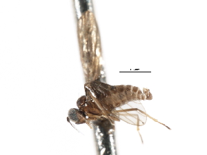  ( - CNC DIPTERA 103350)  @11 [ ] CreativeCommons - Attribution (2011) CNC/CBG Photography Group Centre for Biodiversity Genomics