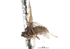  ( - CNC DIPTERA 103351)  @11 [ ] CreativeCommons - Attribution (2011) CNC/CBG Photography Group Centre for Biodiversity Genomics