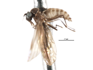  ( - CNC DIPTERA 103357)  @11 [ ] CreativeCommons - Attribution (2011) CNC/CBG Photography Group Centre for Biodiversity Genomics
