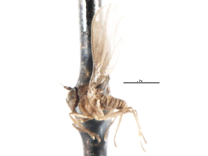  ( - CNC DIPTERA 103370)  @11 [ ] CreativeCommons - Attribution (2011) CNC/CBG Photography Group Centre for Biodiversity Genomics