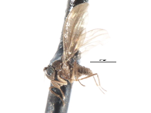  ( - CNC DIPTERA 103371)  @11 [ ] CreativeCommons - Attribution (2011) CNC/CBG Photography Group Centre for Biodiversity Genomics