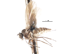  ( - CNC DIPTERA 103375)  @11 [ ] CreativeCommons - Attribution (2011) CNC/CBG Photography Group Centre for Biodiversity Genomics