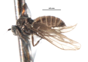  ( - CNC DIPTERA 103376)  @11 [ ] CreativeCommons - Attribution (2011) CNC/CBG Photography Group Centre for Biodiversity Genomics