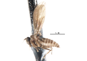  ( - CNC DIPTERA 103378)  @11 [ ] CreativeCommons - Attribution (2011) CNC/CBG Photography Group Centre for Biodiversity Genomics