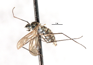  ( - CNC DIPTERA 103517)  @11 [ ] CreativeCommons - Attribution (2011) CNC/CBG Photography Group Centre for Biodiversity Genomics