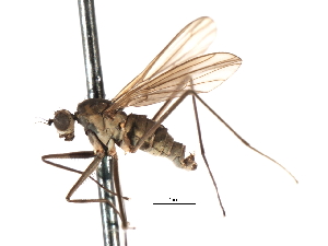  ( - CNC DIPTERA 103554)  @11 [ ] CreativeCommons - Attribution (2011) CNC/CBG Photography Group Centre for Biodiversity Genomics