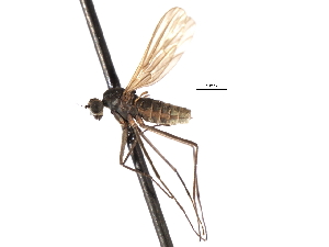  ( - CNC DIPTERA 103555)  @11 [ ] CreativeCommons - Attribution (2011) CNC/CBG Photography Group Centre for Biodiversity Genomics