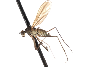  ( - CNC DIPTERA 103556)  @11 [ ] CreativeCommons - Attribution (2011) CNC/CBG Photography Group Centre for Biodiversity Genomics