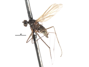  ( - CNC DIPTERA 103557)  @11 [ ] CreativeCommons - Attribution (2011) CNC/CBG Photography Group Centre for Biodiversity Genomics