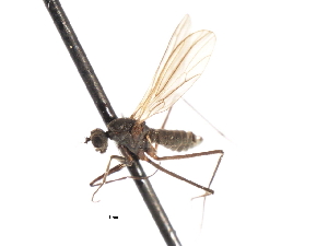  ( - CNC DIPTERA 103558)  @11 [ ] CreativeCommons - Attribution (2011) CNC/CBG Photography Group Centre for Biodiversity Genomics