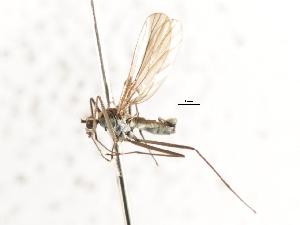  ( - CNC DIPTERA 103564)  @11 [ ] CreativeCommons - Attribution (2011) CNC/CBG Photography Group Centre for Biodiversity Genomics
