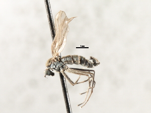  ( - CNC DIPTERA 103565)  @12 [ ] CreativeCommons - Attribution (2011) CNC/CBG Photography Group Centre for Biodiversity Genomics