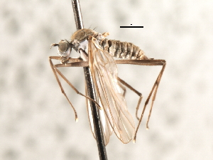  ( - CNC DIPTERA 103570)  @12 [ ] CreativeCommons - Attribution (2011) CNC/CBG Photography Group Centre for Biodiversity Genomics