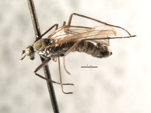  ( - CNC DIPTERA 103571)  @11 [ ] CreativeCommons - Attribution (2011) CNC/CBG Photography Group Centre for Biodiversity Genomics
