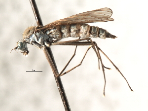  ( - CNC DIPTERA 103572)  @11 [ ] CreativeCommons - Attribution (2011) CNC/CBG Photography Group Centre for Biodiversity Genomics