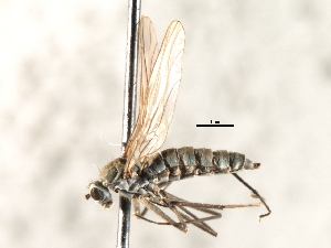  ( - CNC DIPTERA 103573)  @11 [ ] CreativeCommons - Attribution (2011) CNC/CBG Photography Group Centre for Biodiversity Genomics