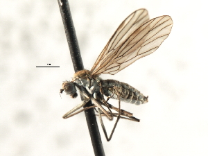  ( - CNC DIPTERA 103575)  @13 [ ] CreativeCommons - Attribution (2011) CNC/CBG Photography Group Centre for Biodiversity Genomics