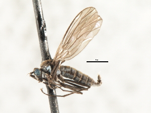  ( - CNC DIPTERA 103576)  @13 [ ] CreativeCommons - Attribution (2011) CNC/CBG Photography Group Centre for Biodiversity Genomics