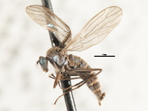  ( - CNC DIPTERA 103577)  @11 [ ] CreativeCommons - Attribution (2011) CNC/CBG Photography Group Centre for Biodiversity Genomics