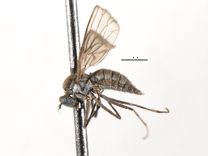  ( - CNC DIPTERA 103580)  @11 [ ] CreativeCommons - Attribution (2011) CNC/CBG Photography Group Centre for Biodiversity Genomics
