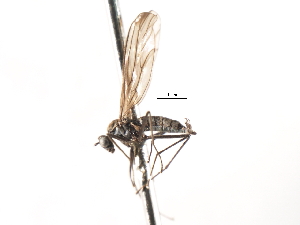  ( - CNC DIPTERA 103582)  @13 [ ] CreativeCommons - Attribution (2011) CNC/CBG Photography Group Centre for Biodiversity Genomics