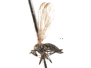  ( - CNC DIPTERA 103583)  @13 [ ] CreativeCommons - Attribution (2011) CNC/CBG Photography Group Centre for Biodiversity Genomics