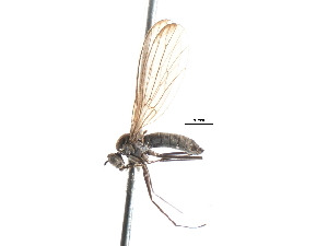  (Wiedemannia apicalis - CNC DIPTERA 103584)  @13 [ ] CreativeCommons - Attribution (2011) CNC/CBG Photography Group Centre for Biodiversity Genomics