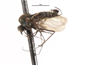  ( - CNC DIPTERA 103659)  @11 [ ] CreativeCommons - Attribution (2011) CNC/CBG Photography Group Centre for Biodiversity Genomics