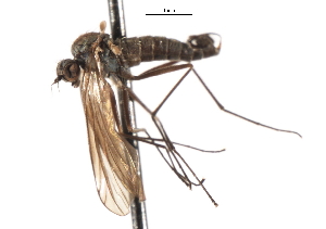  ( - CNC DIPTERA 103660)  @11 [ ] CreativeCommons - Attribution (2011) CNC/CBG Photography Group Centre for Biodiversity Genomics