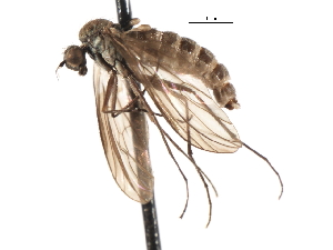  ( - CNC DIPTERA 103661)  @11 [ ] CreativeCommons - Attribution (2011) CNC/CBG Photography Group Centre for Biodiversity Genomics