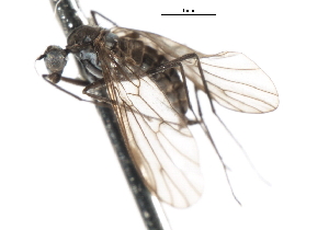  ( - CNC DIPTERA 103742)  @12 [ ] CreativeCommons - Attribution (2011) CNC/CBG Photography Group Centre for Biodiversity Genomics