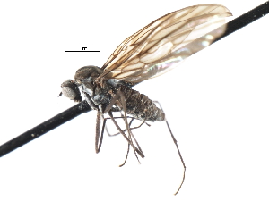  ( - CNC DIPTERA 103744)  @11 [ ] CreativeCommons - Attribution (2011) CNC/CBG Photography Group Centre for Biodiversity Genomics