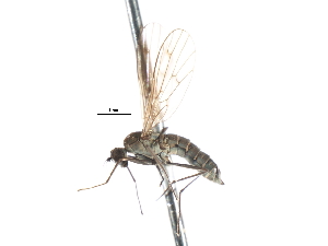  ( - CNC DIPTERA 103805)  @13 [ ] CreativeCommons - Attribution (2011) CNC/CBG Photography Group Centre for Biodiversity Genomics