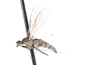  ( - CNC DIPTERA 103807)  @13 [ ] CreativeCommons - Attribution (2011) CNC/CBG Photography Group Centre for Biodiversity Genomics