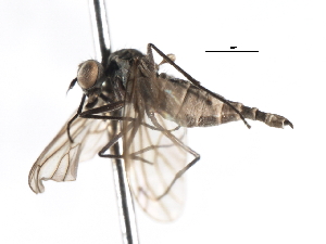  ( - CNC DIPTERA 103887)  @11 [ ] CreativeCommons - Attribution (2011) CNC/CBG Photography Group Centre for Biodiversity Genomics