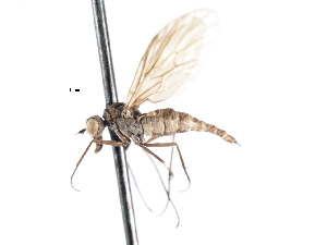  ( - CNC DIPTERA 103888)  @11 [ ] CreativeCommons - Attribution (2011) CNC/CBG Photography Group Centre for Biodiversity Genomics