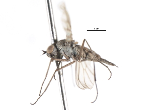  ( - CNC DIPTERA 103893)  @11 [ ] CreativeCommons - Attribution (2011) CNC/CBG Photography Group Centre for Biodiversity Genomics