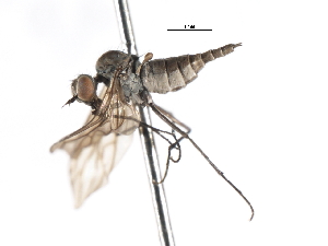  ( - CNC DIPTERA 103896)  @11 [ ] CreativeCommons - Attribution (2011) CNC/CBG Photography Group Centre for Biodiversity Genomics