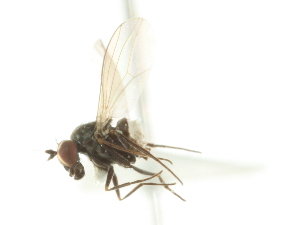  ( - CNC DIPTERA 105348)  @11 [ ] CreativeCommons - Attribution (2011) CNC/CBG Photography Group Centre for Biodiversity Genomics