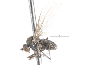  ( - CNC DIPTERA 105256)  @13 [ ] CreativeCommons - Attribution (2011) CNC/CBG Photography Group Centre for Biodiversity Genomics