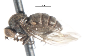  ( - CNC DIPTERA 105274)  @13 [ ] CreativeCommons - Attribution (2011) CNC/CBG Photography Group Centre for Biodiversity Genomics