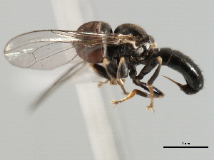  ( - CNC DIPTERA 10270)  @14 [ ] CreativeCommons - Attribution (2011) CNC/CBG Photography Group Centre for Biodiversity Genomics