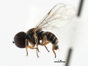  ( - CNC DIPTERA 10289)  @12 [ ] CreativeCommons - Attribution (2011) CNC/CBG Photography Group Centre for Biodiversity Genomics