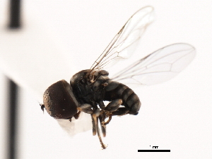  ( - CNC DIPTERA 10352)  @13 [ ] CreativeCommons - Attribution (2011) CNC/CBG Photography Group Centre for Biodiversity Genomics