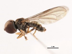 ( - CNC DIPTERA 10369)  @12 [ ] CreativeCommons - Attribution (2011) CNC/CBG Photography Group Centre for Biodiversity Genomics