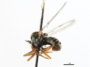  ( - CNC DIPTERA 106213)  @12 [ ] CreativeCommons - Attribution (2011) CNC/CBG Photography Group Centre for Biodiversity Genomics